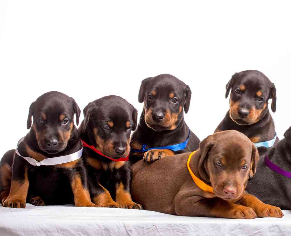 Doberman pinscher puppies for sale with ears sales cropped