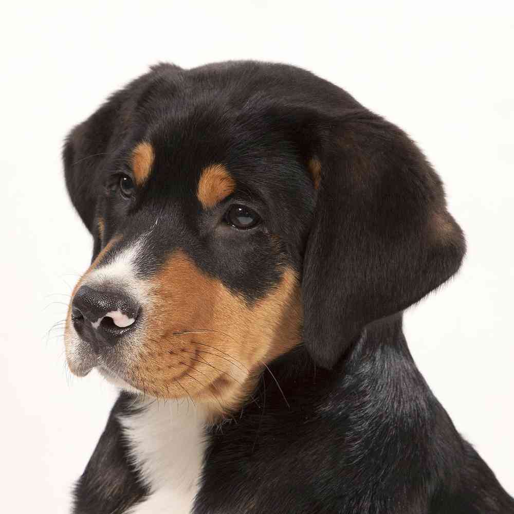 Bernese Swiss Mountain Dog Adoption Dog Adoption Greater Swiss Mountain Dog  Mix Puppies Dog Rescue, image size:1000x1000