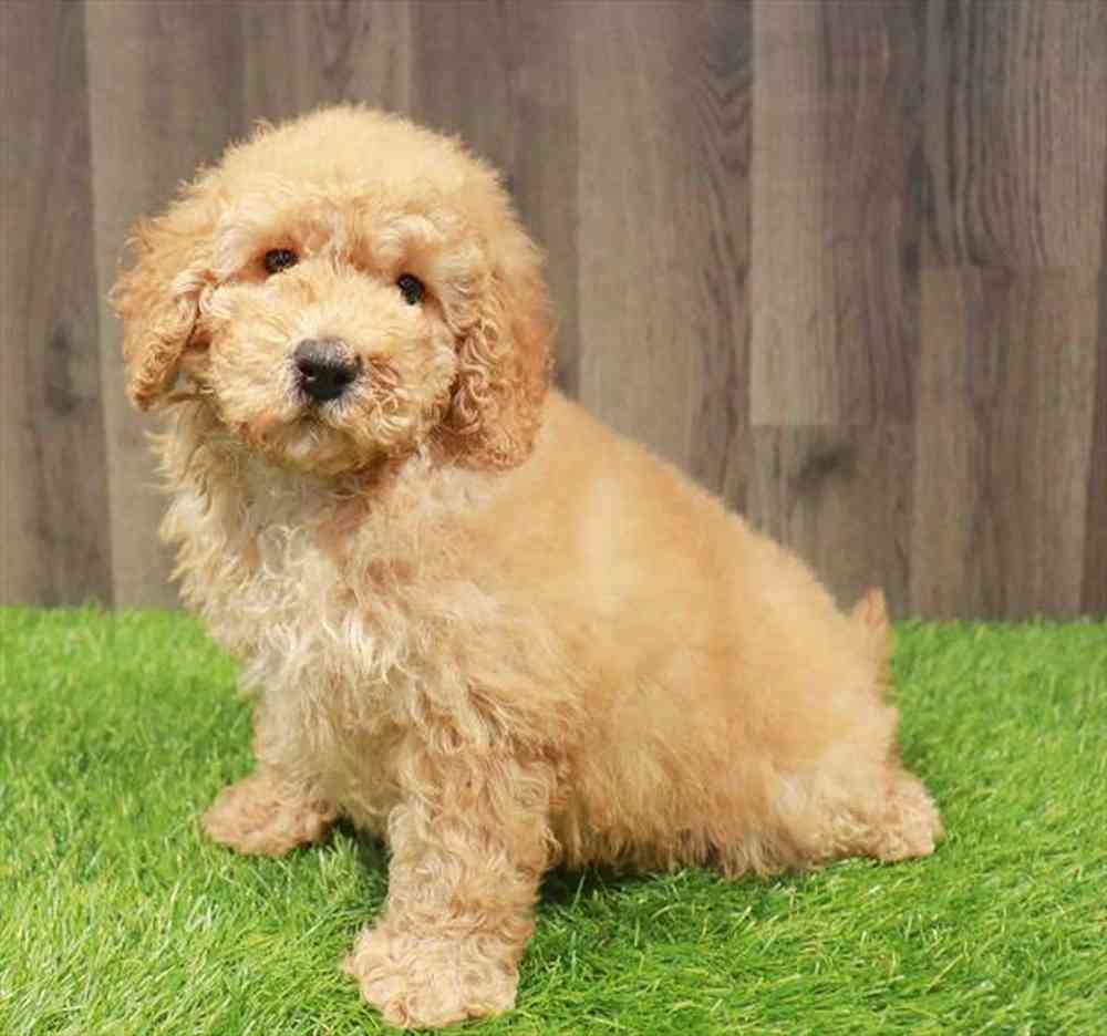 Mini Goldendoodle 2nd Gen image