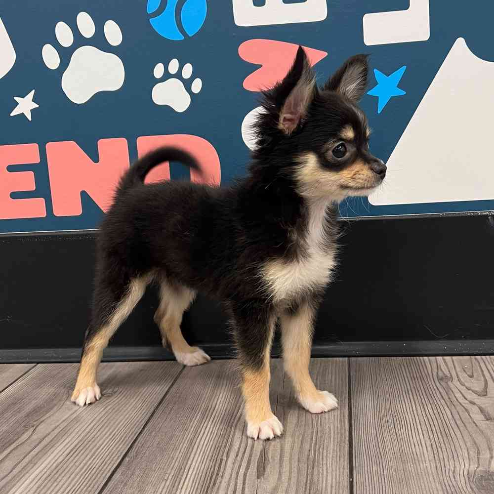 Pup geluidjes - YouTube, image size:1000x1000