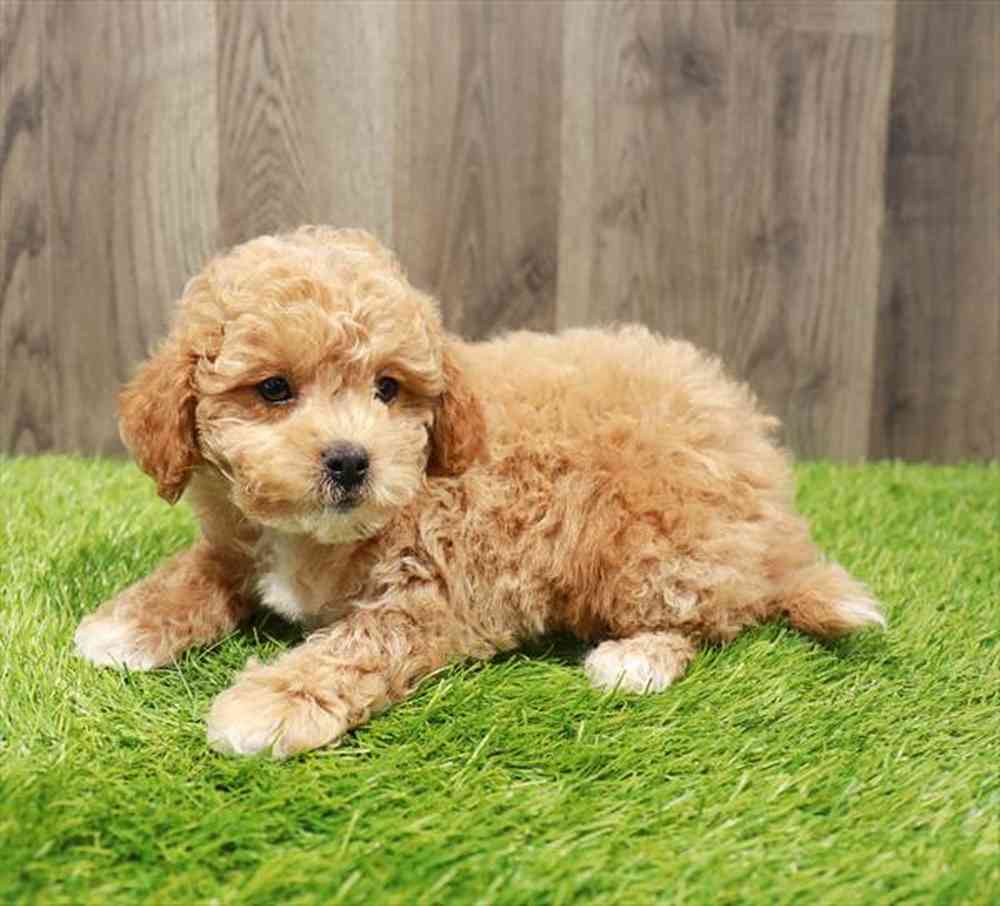 Shizapoo image