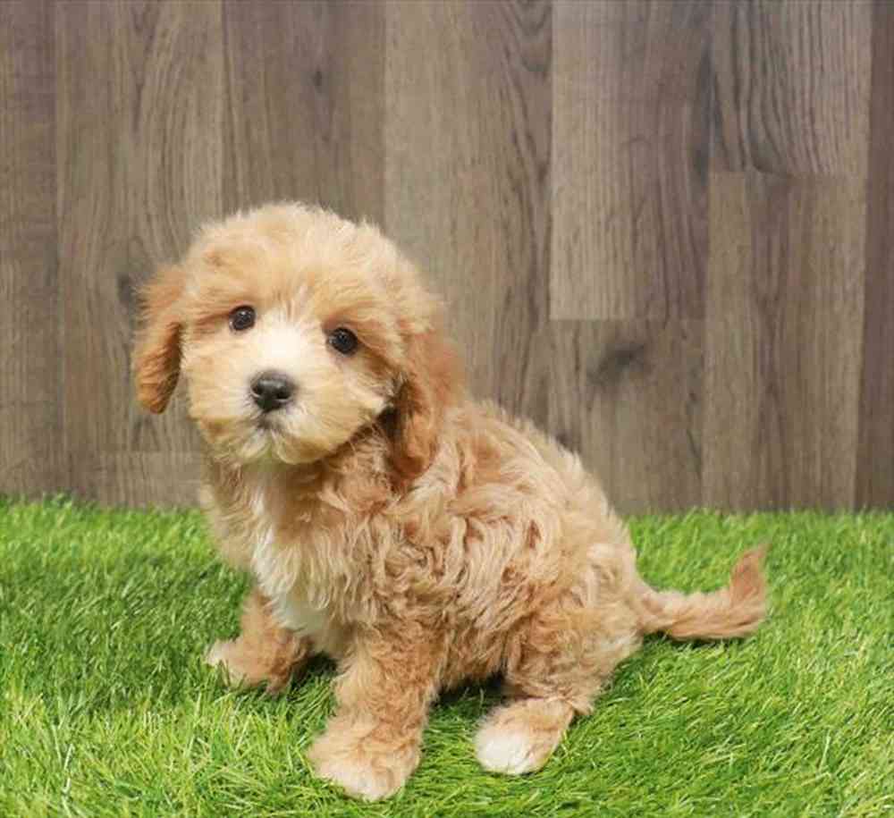 Bichapoo image