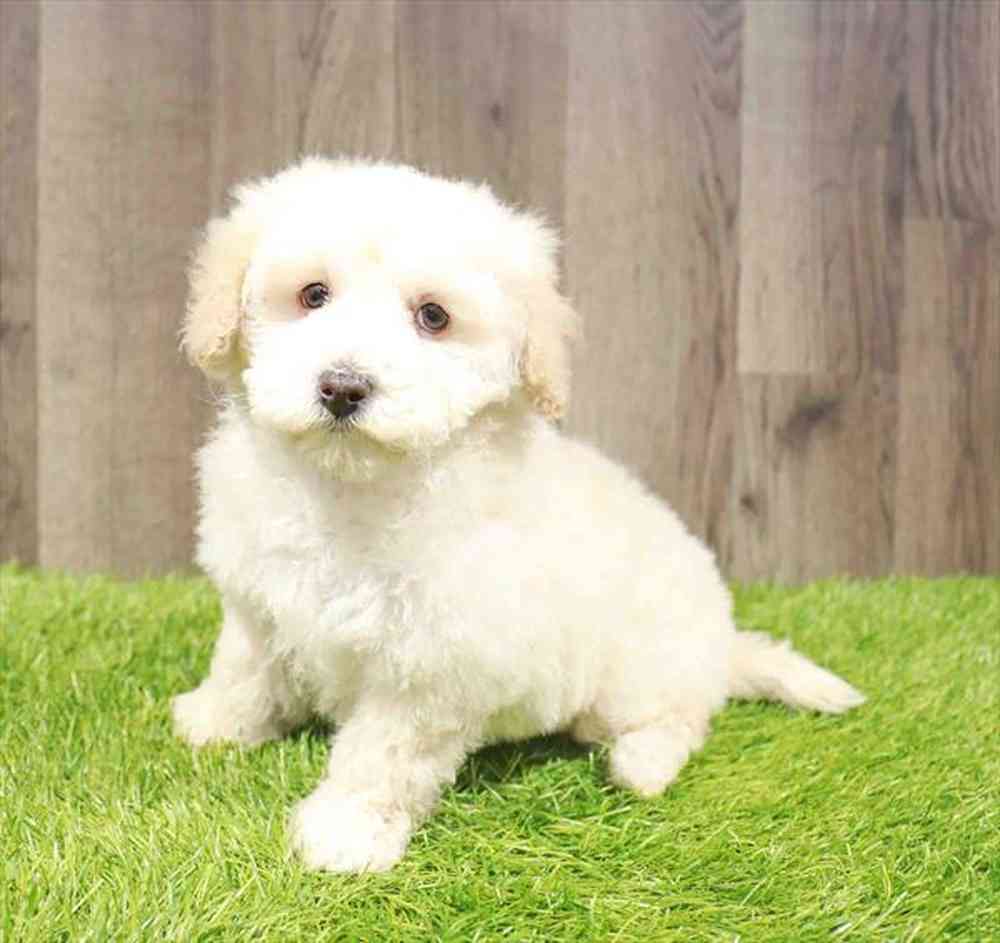 Bichapoo image