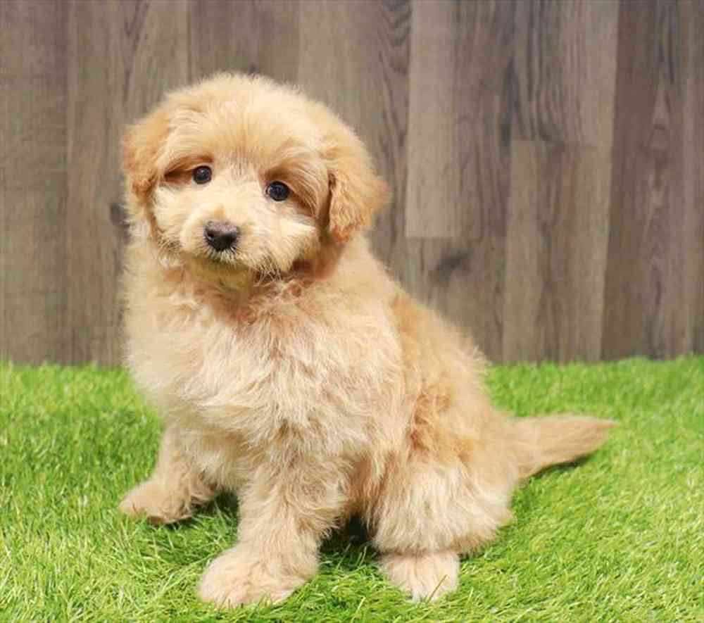 Pom-A-Poo image