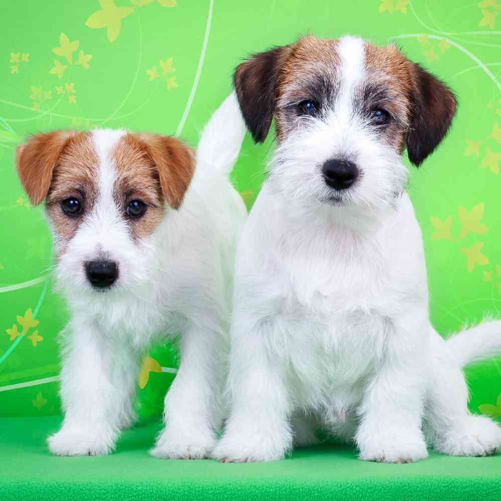 About Jack Russell Terrier Breed