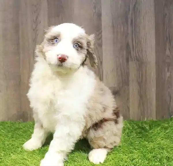 Mini Aussiedoodle image