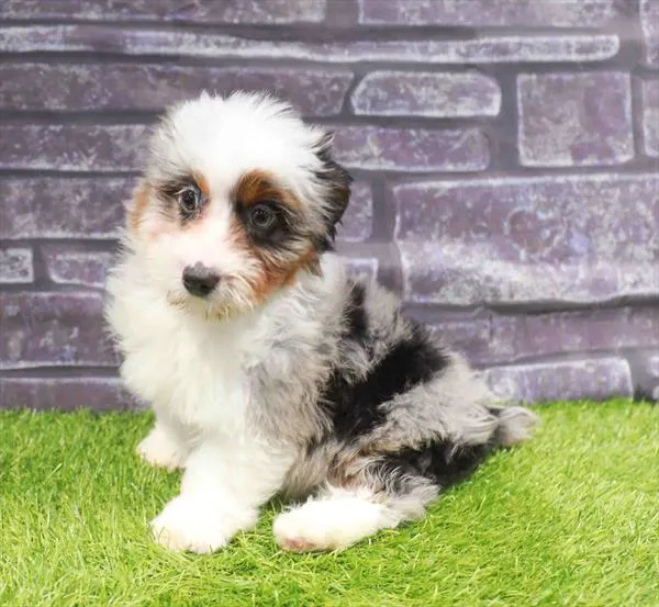 Mini Aussiedoodle image