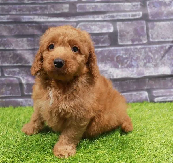 Mini Goldendoodle 2nd Gen image