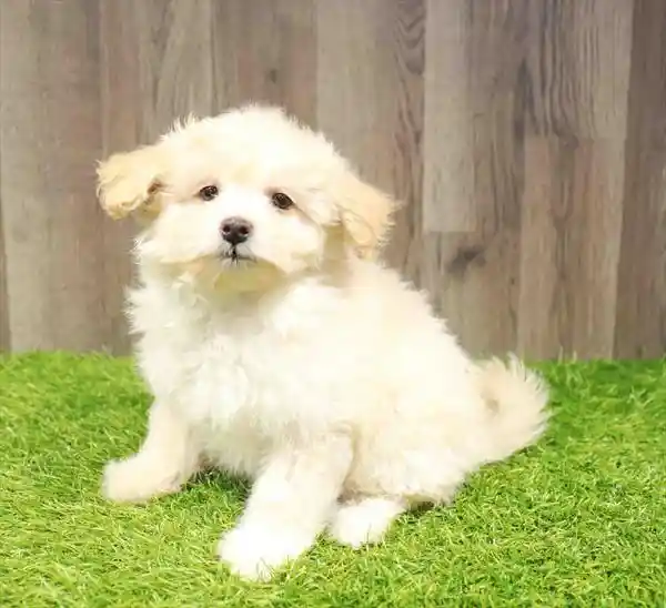 Pom-A-Poo image