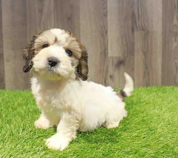 Bichapoo image