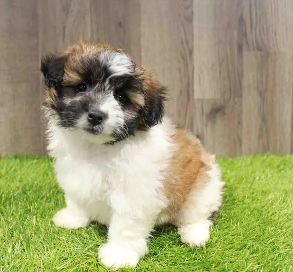 Papichon image