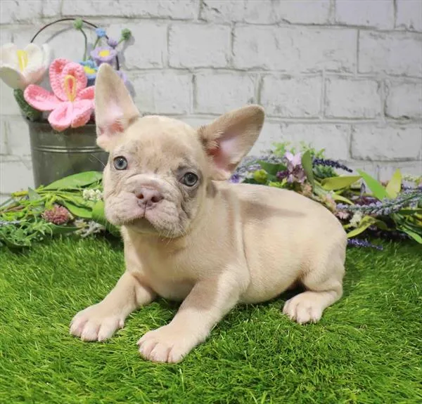 Male French Bulldog puppy named Thad for sale at Waggles Port Charlotte.