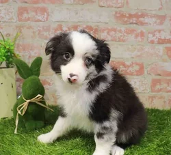 Male Mini Aussie puppy named Hugo for sale at Waggles Port Charlotte.