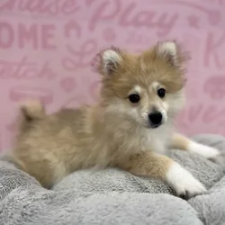 Male Pomeranian puppy named Wallace for sale at Waggles Port Charlotte.
