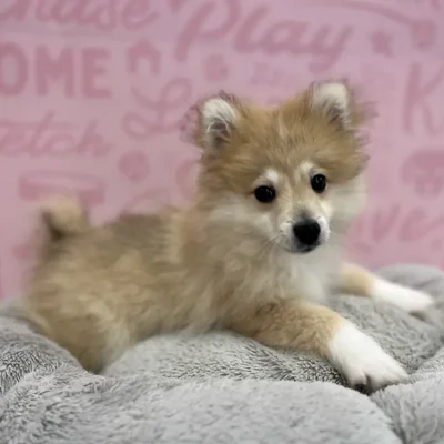 Male Pomeranian puppy named Wallace for sale at Waggles Port Charlotte.