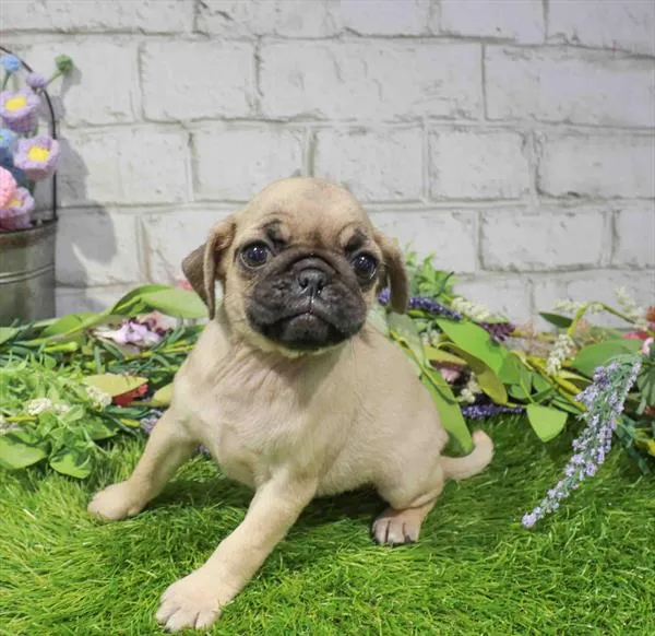 Female Pug puppy named Tammi for sale at Waggles Port Charlotte.