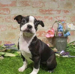 Female Boston Terrier puppy named Cathy for sale at Waggles Port Charlotte.