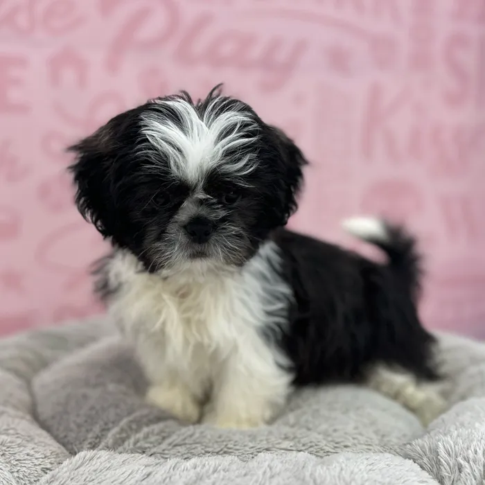 Male Shih Tzu puppy named John for sale at Waggles Port Charlotte.