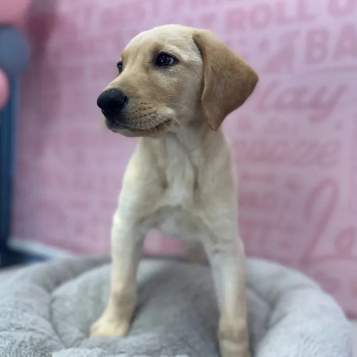 Male Labrador Retriever puppy named George for sale at Waggles Port Charlotte.