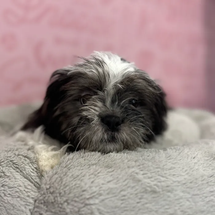 Male Shih Tzu puppy named John for sale at Waggles Port Charlotte.