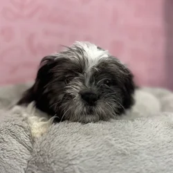 Male Shih Tzu puppy named John for sale at Waggles Port Charlotte.