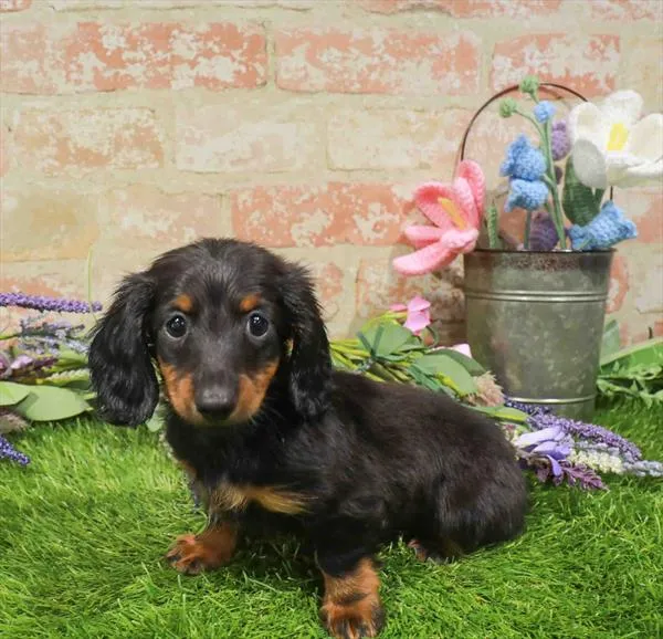 Female Dachshund puppy named Ariel for sale at Waggles Port Charlotte.