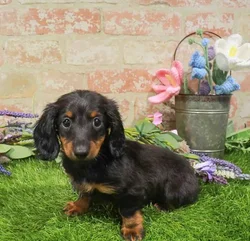 Female Dachshund puppy named Ariel for sale at Waggles Port Charlotte.