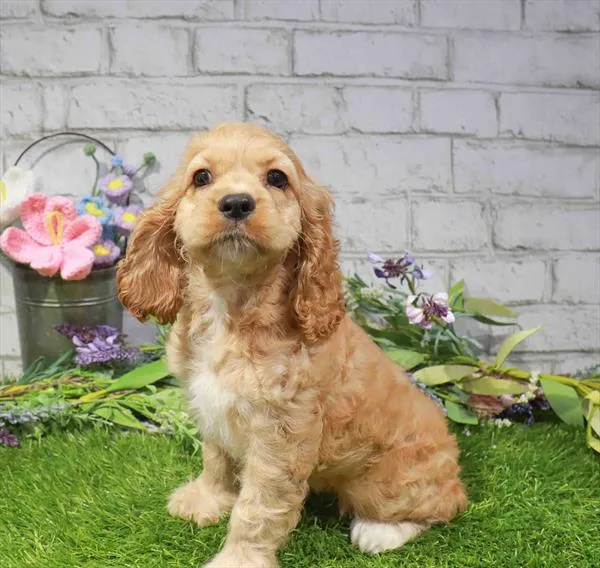 Female Cocker Spaniel puppy named Mary for sale at Waggles Port Charlotte.