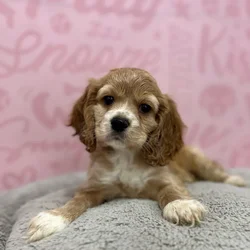 Female Cocker Spaniel puppy named Carmen for sale at Waggles Port Charlotte.