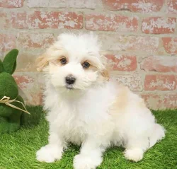 Male Morkie puppy named Brian for sale at Waggles Port Charlotte.