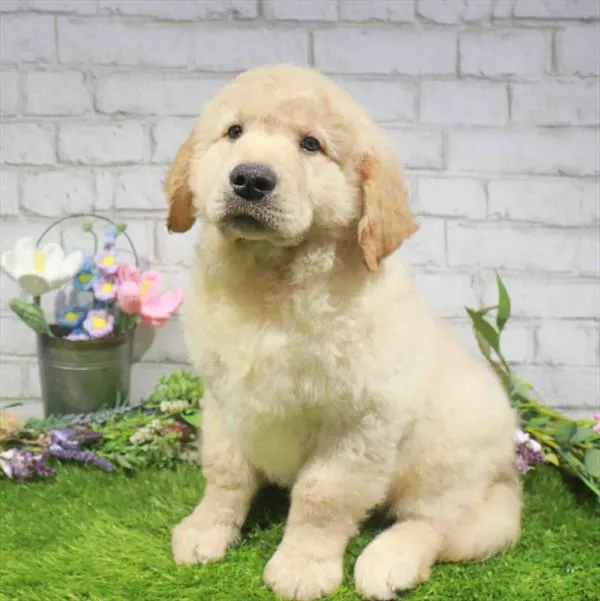 Male Golden Retriever puppy named Damien for sale at Waggles Port Charlotte.