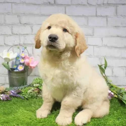 Male Golden Retriever puppy named Damien for sale at Waggles Port Charlotte.