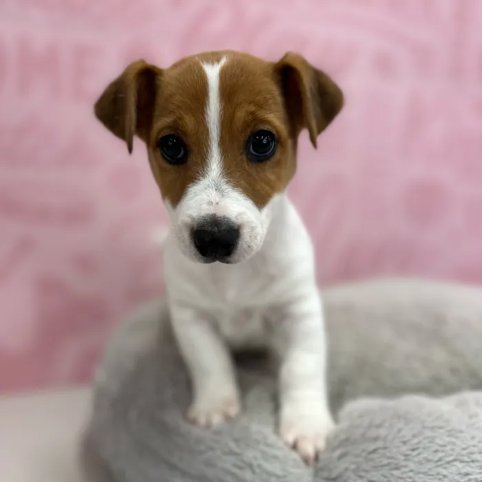 Male Jack Russell Terrier puppy named James for sale at Waggles Port Charlotte.