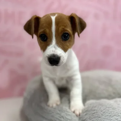 Male Jack Russell Terrier puppy named James for sale at Waggles Port Charlotte.