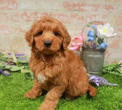 Male Mini Goldendoodle 2Nd Gen puppy named Richard for sale at Waggles Port Charlotte.
