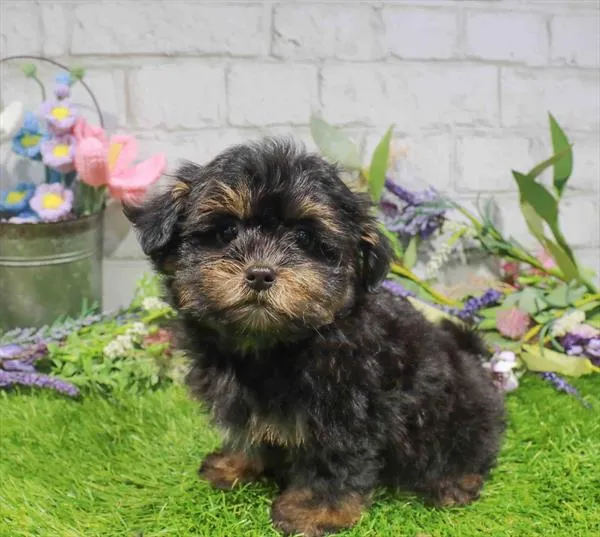 Male Shorkie puppy named Frank for sale at Waggles Port Charlotte.