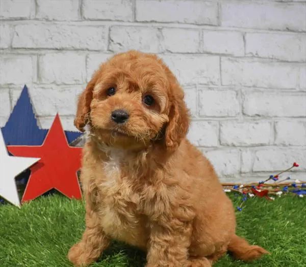 Male Cavapoo puppy named Aaron for sale at Waggles Port Charlotte.