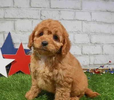 Male Cavapoo puppy named Aaron for sale at Waggles Port Charlotte.