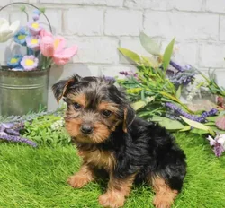 Female Yorkie puppy named June for sale at Waggles Port Charlotte.