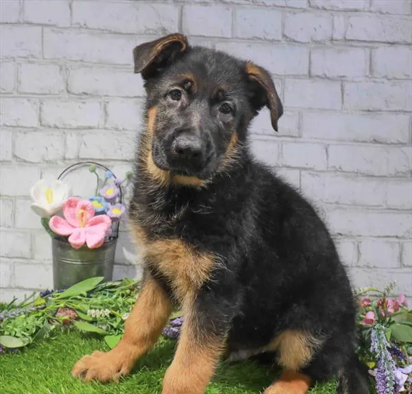 Male German Shepherd puppy named Colby for sale at Waggles Port Charlotte.