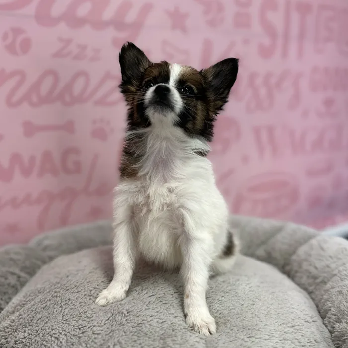 Male Papillon puppy named Raymond for sale at Waggles Port Charlotte.