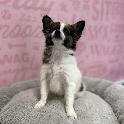 Male Papillon puppy named Raymond for sale at Waggles Port Charlotte.