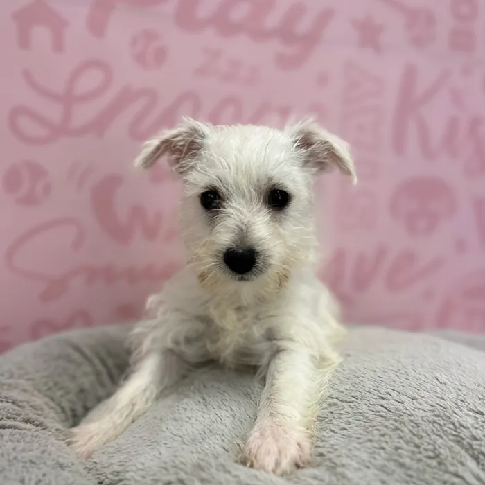 Female West Highland White Terrier puppy named Jennie for sale at Waggles Port Charlotte.