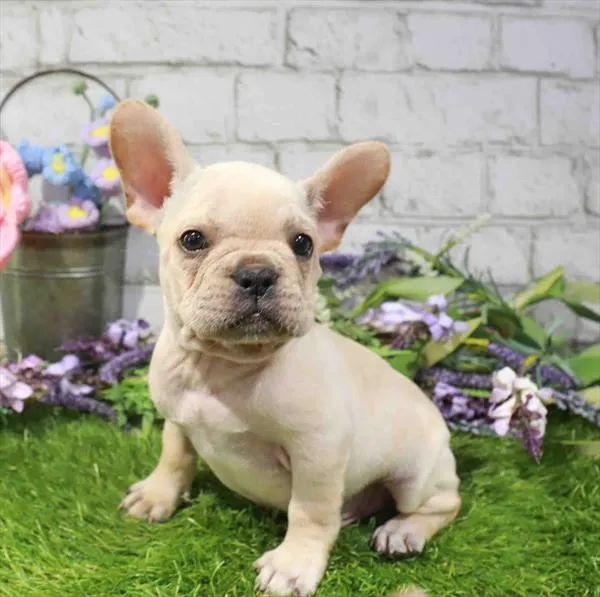 Male French Bulldog puppy named Mario for sale at Waggles Port Charlotte.