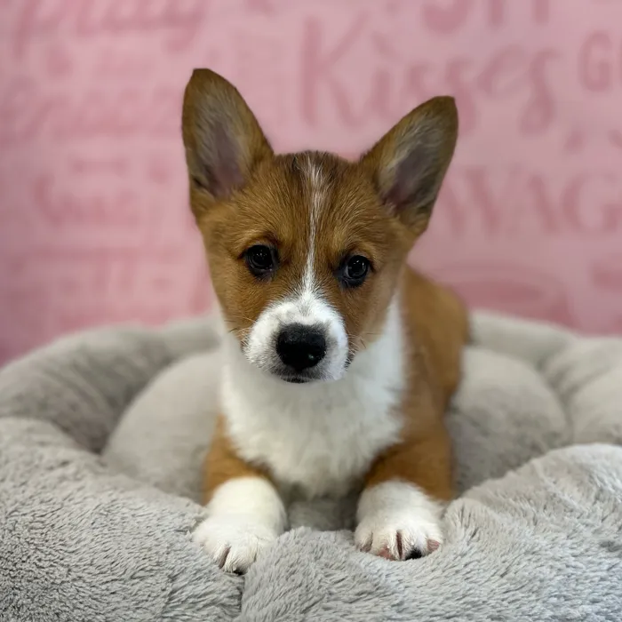 Male Pembroke Welsh Corgi puppy named Robert for sale at Waggles Port Charlotte.
