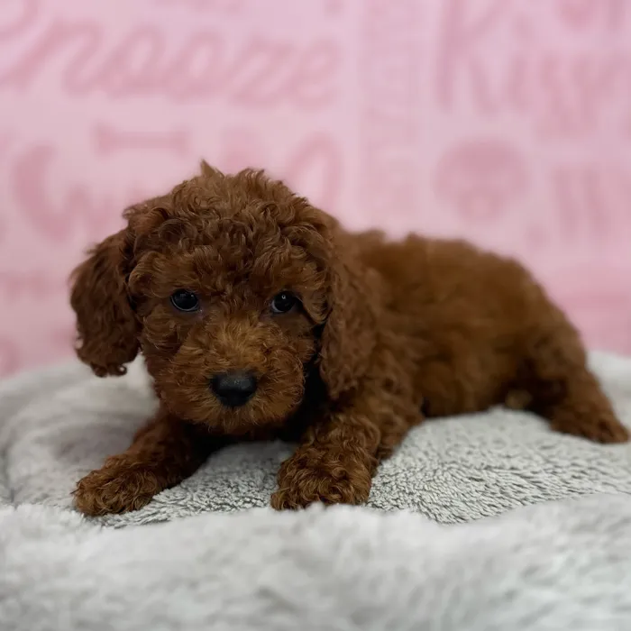 Male Poodle puppy named Enrique for sale at Waggles Port Charlotte.