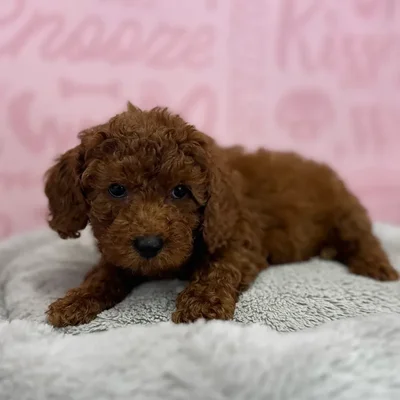 Male Poodle puppy named Enrique for sale at Waggles Port Charlotte.