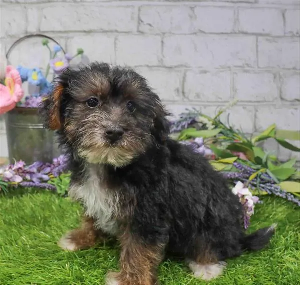 Female Yorkie-Poo puppy named Tiffany for sale at Waggles Port Charlotte.
