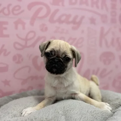 Male Pug puppy named Edwin for sale at Waggles Port Charlotte.