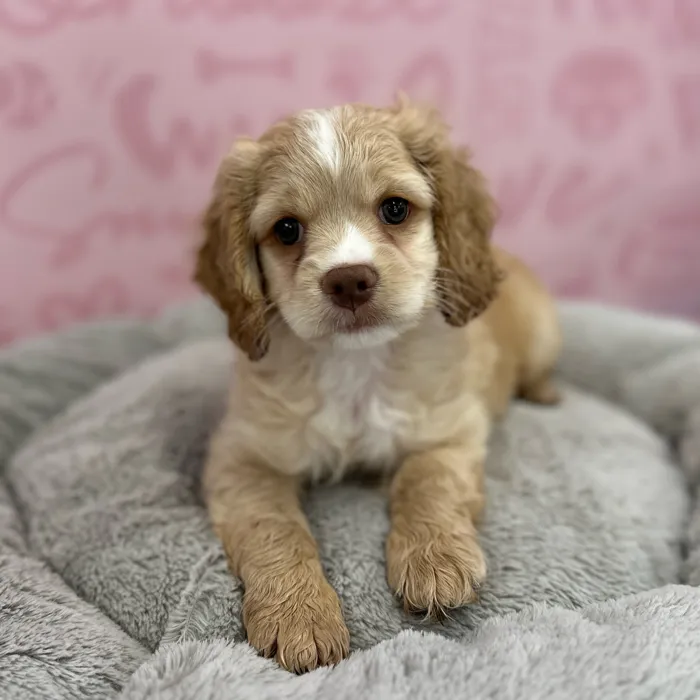 Male Cockapoo puppy named Ken for sale at Waggles Port Charlotte.